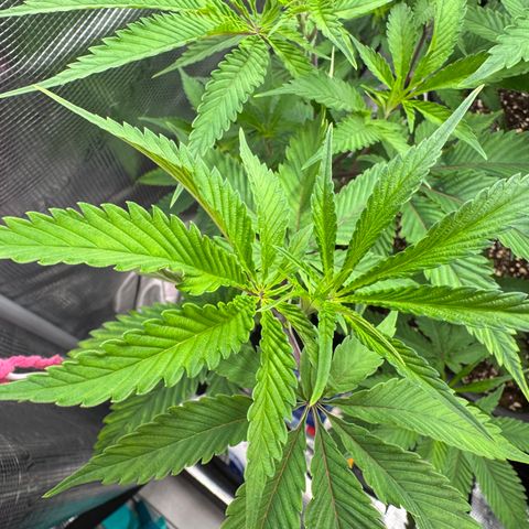 Dante's Inferno (4)  growlog timeline photo