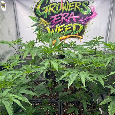 Dante's Inferno (4)  growlog timeline photo