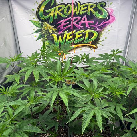 Dante's Inferno (4)  growlog timeline photo