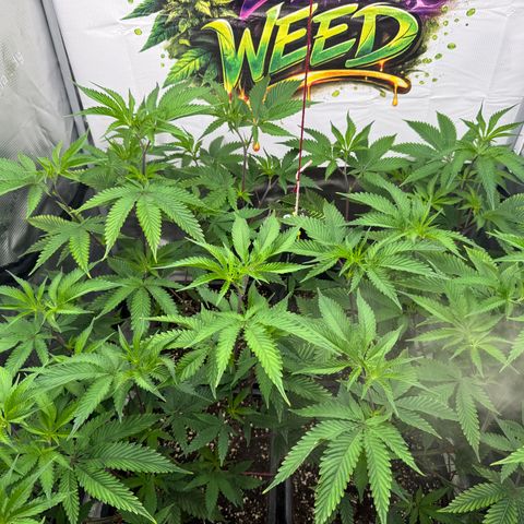 Dante's Inferno (4)  growlog timeline photo