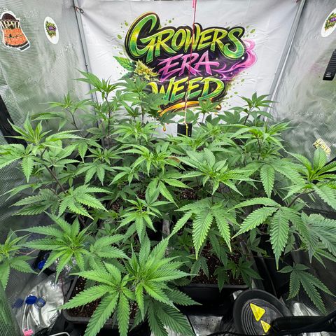 Dante's Inferno (4)  growlog timeline photo