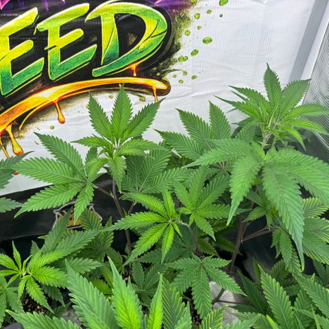Dante's Inferno (4)  growlog timeline photo
