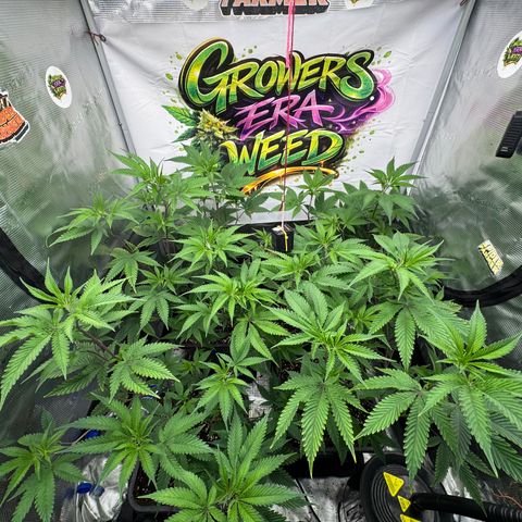 Dante's Inferno (4)  growlog timeline photo