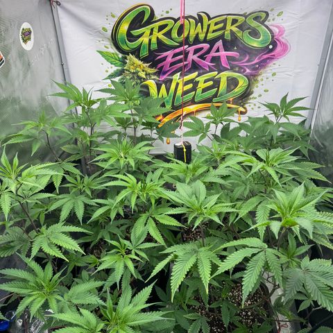Dante's Inferno (4)  growlog timeline photo