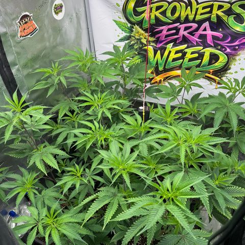 Dante's Inferno (4)  growlog timeline photo