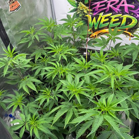 Dante's Inferno (4)  growlog timeline photo