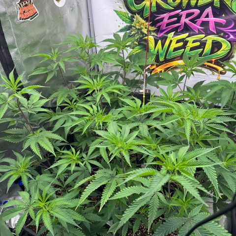 Dante's Inferno (4)  growlog timeline photo