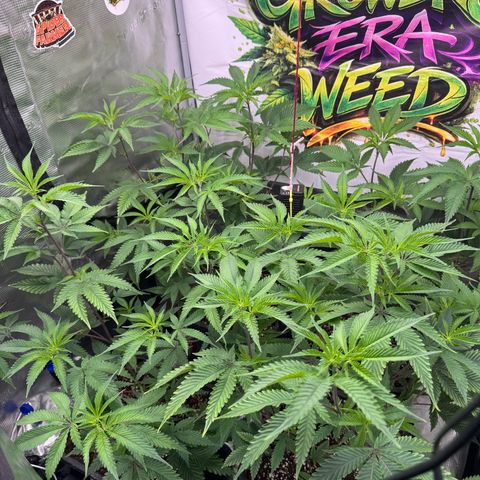 Dante's Inferno (4)  growlog timeline photo
