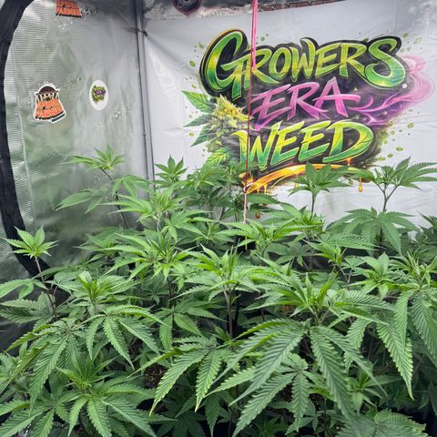 Dante's Inferno (4)  growlog timeline photo