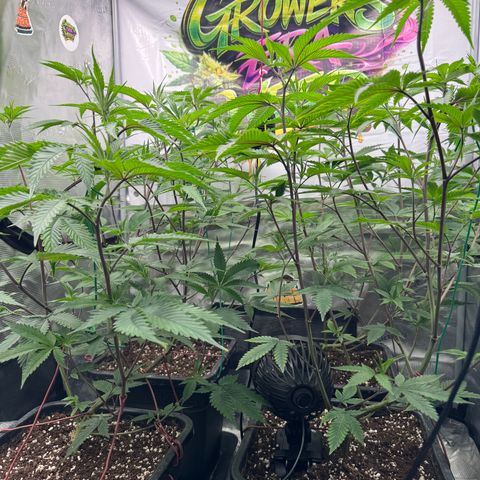 Dante's Inferno (4)  growlog timeline photo