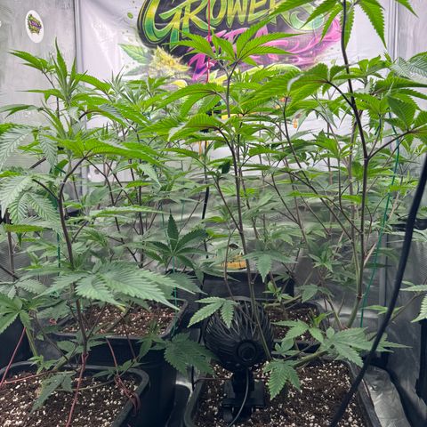 Dante's Inferno (4)  growlog timeline photo