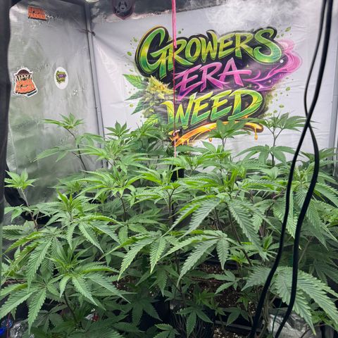 Dante's Inferno (4)  growlog timeline photo
