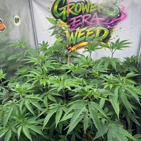 Dante's Inferno (4)  growlog timeline photo