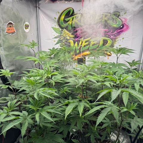Dante's Inferno (4)  growlog timeline photo