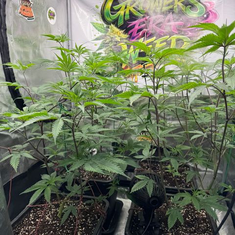 Dante's Inferno (4)  growlog timeline photo