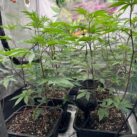 Dante's Inferno (4)  growlog timeline photo