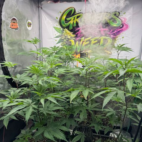 Dante's Inferno (4)  growlog timeline photo