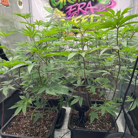 Dante's Inferno (4)  growlog timeline photo