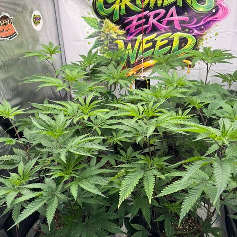 Dante's Inferno (4)  growlog timeline photo