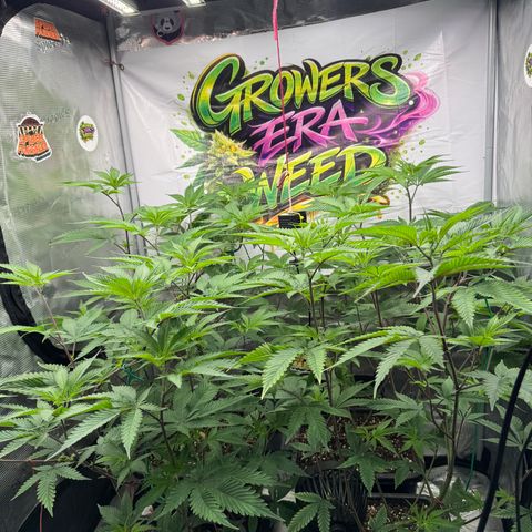 Dante's Inferno (4)  growlog timeline photo