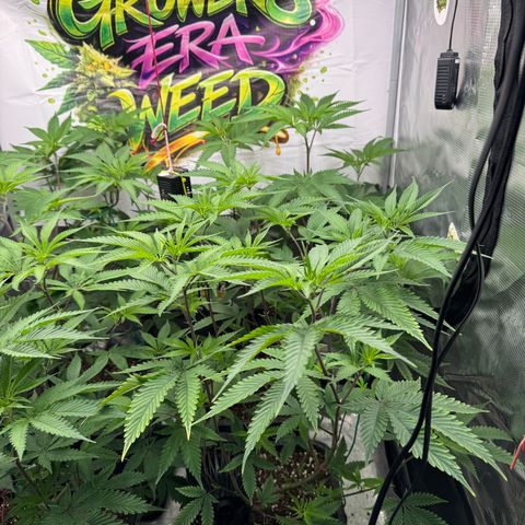 Dante's Inferno (4)  growlog timeline photo