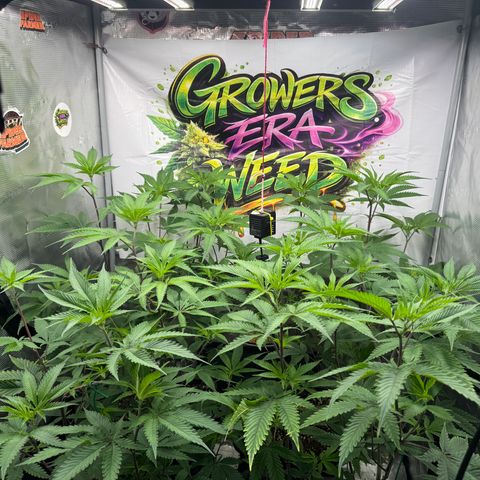 Dante's Inferno (4)  growlog timeline photo
