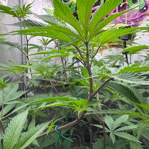 Dante's Inferno (4)  growlog timeline photo