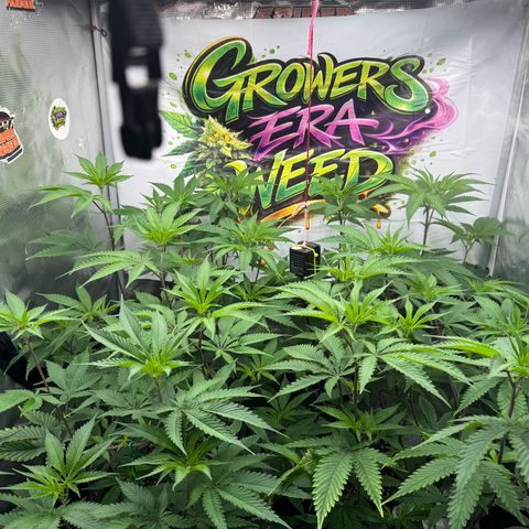 Dante's Inferno (4)  growlog timeline photo
