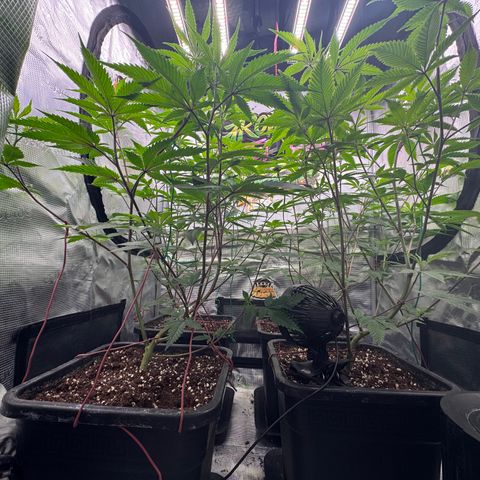 Dante's Inferno (4)  growlog timeline photo