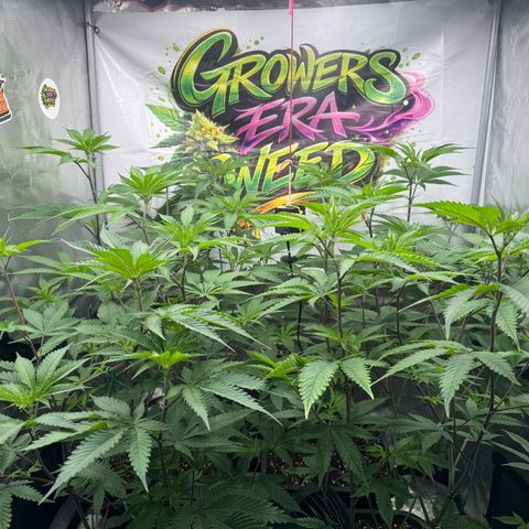 Dante's Inferno (4)  growlog timeline photo