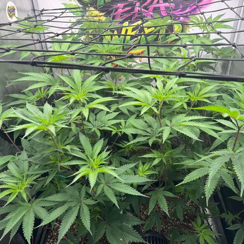 Dante's Inferno (4)  growlog timeline photo