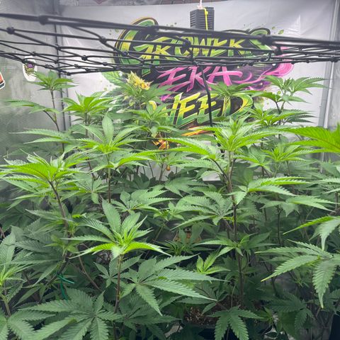Dante's Inferno (4)  growlog timeline photo