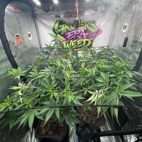 Dante's Inferno (4)  growlog timeline photo