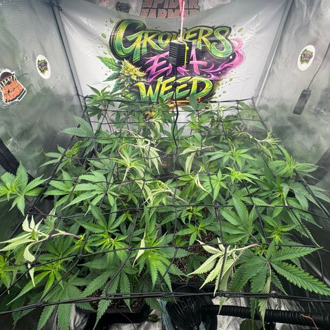 Dante's Inferno (4)  growlog timeline photo