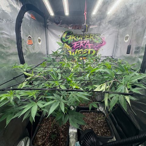Dante's Inferno (4)  growlog timeline photo