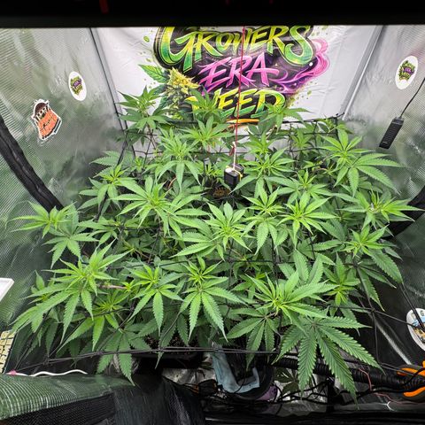 Dante's Inferno (4)  growlog timeline photo