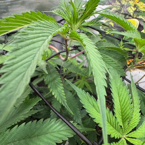 Dante's Inferno (4)  growlog timeline photo