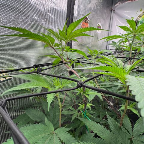 Dante's Inferno (4)  growlog timeline photo