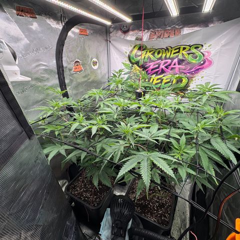 Dante's Inferno (4)  growlog timeline photo