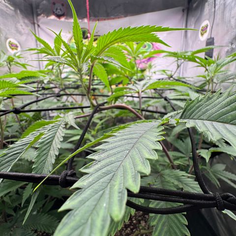 Dante's Inferno (4)  growlog timeline photo