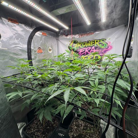 Dante's Inferno (4)  growlog timeline photo