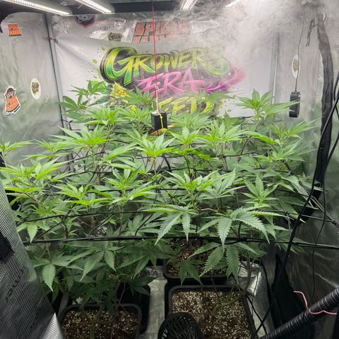 Dante's Inferno (4)  growlog timeline photo