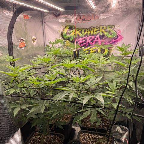 Dante's Inferno (4)  growlog timeline photo