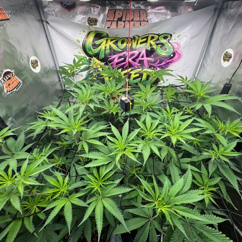 Dante's Inferno (4)  growlog timeline photo