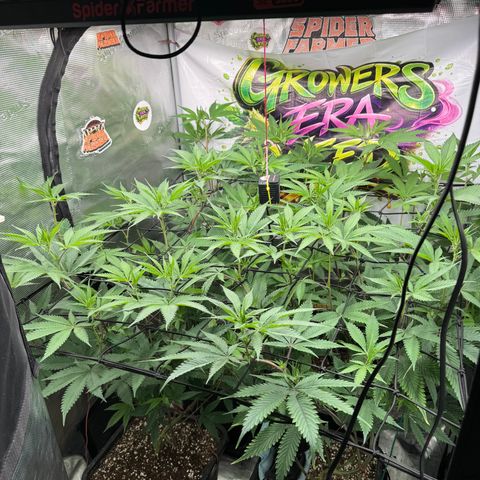 Dante's Inferno (4)  growlog timeline photo