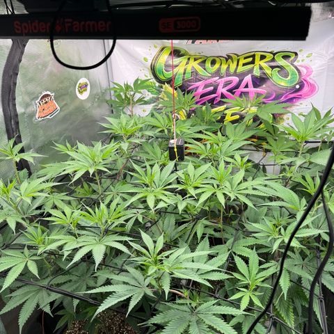Dante's Inferno (4)  growlog timeline photo