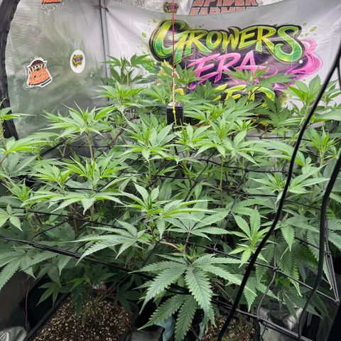 Dante's Inferno (4)  growlog timeline photo