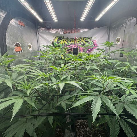 Dante's Inferno (4)  growlog timeline photo