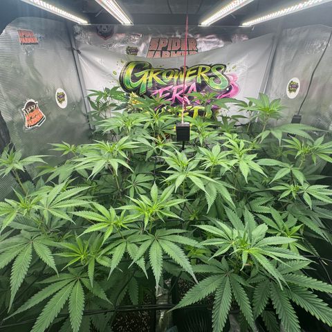 Dante's Inferno (4)  growlog timeline photo