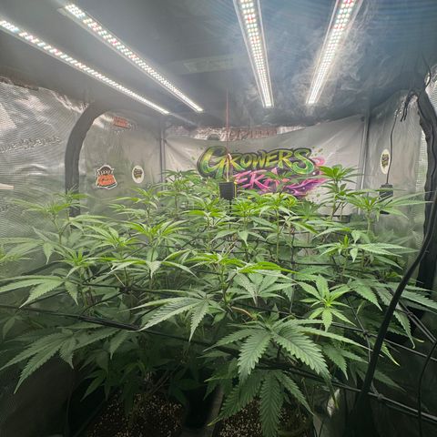 Dante's Inferno (4)  growlog timeline photo